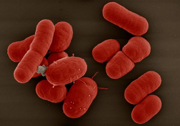 Vi khuẩn gram dương là gì?