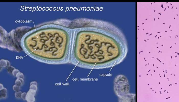 Phế cầu khuẩn S.pneumoniae là gì?