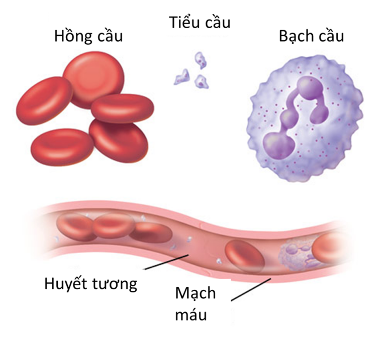 Chức năng của các tế bào máu và huyết tương