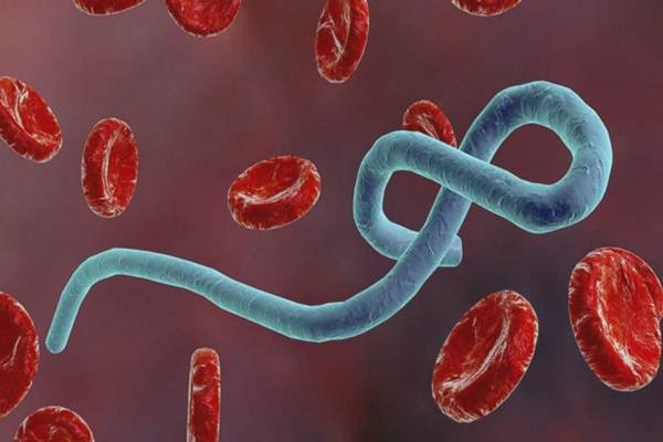 Virus Ebola lây qua đường nào?