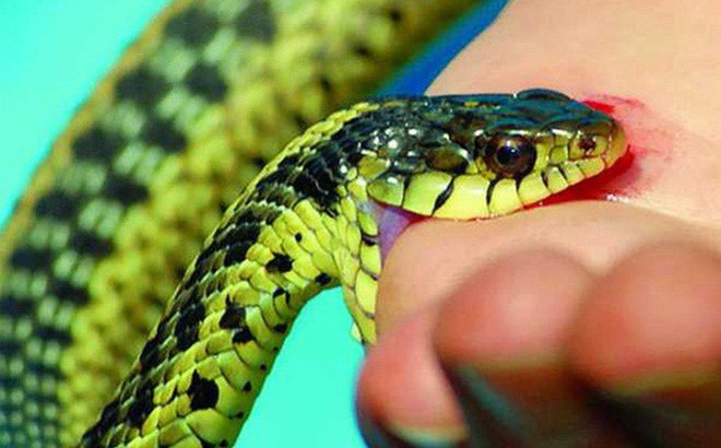 Hướng dẫn sơ cứu khi bị rắn độc cắn