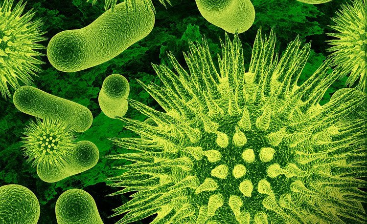 Lợi khuẩn là gì? Vai trò của lợi khuẩn